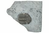 Eldredgeops Trilobite - Paulding, Ohio #270440-3
